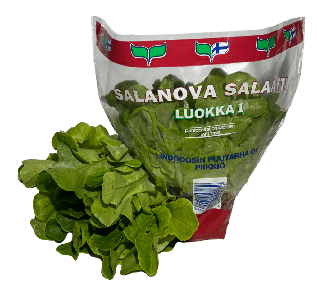 Vihreä salanova ruukussa ja ilman ruukkua.