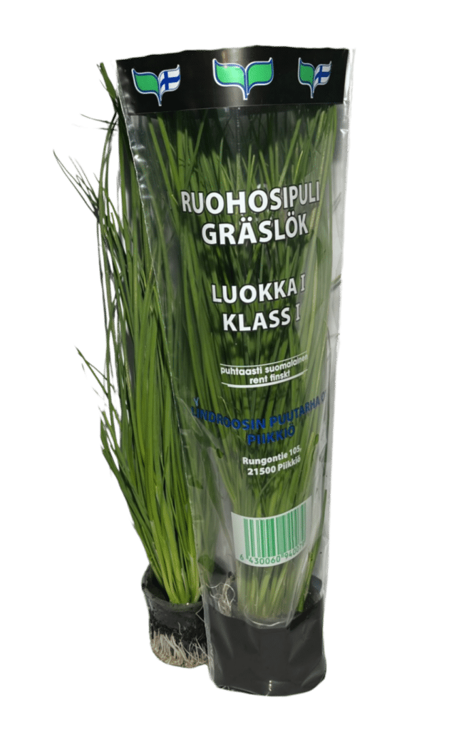 Ruohosipuli pussissa ja ilman pussia.