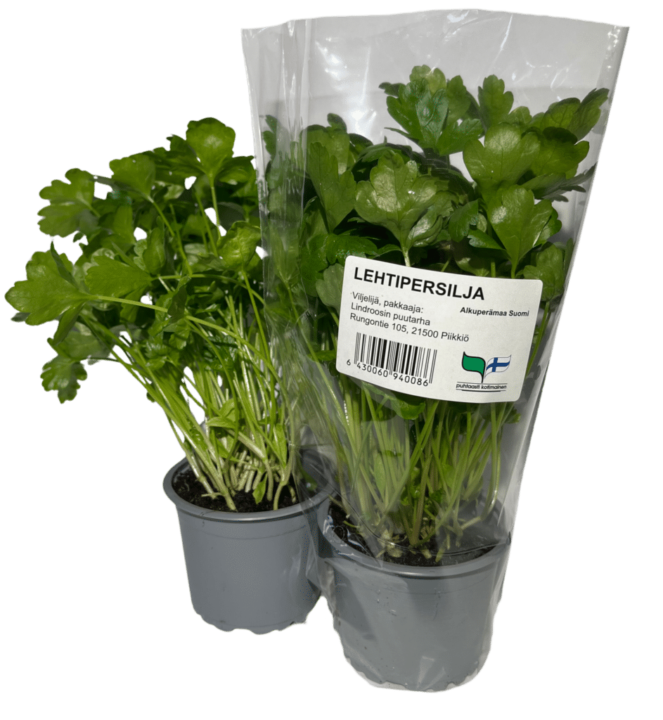 Kuvassa on lehtipersilja ruukku pussissa ja ilman pussia.