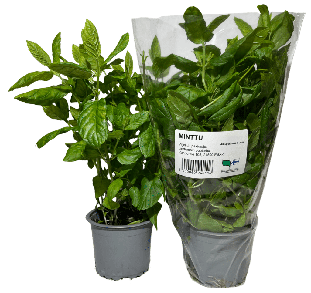 Kuvassa on mintturuukku pussissa ja ilman pussia