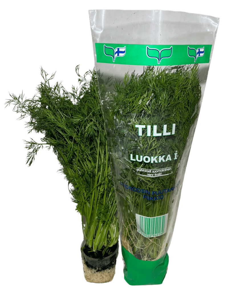 Kuvassa on tilliruukku pussissa ja ilman pussia.