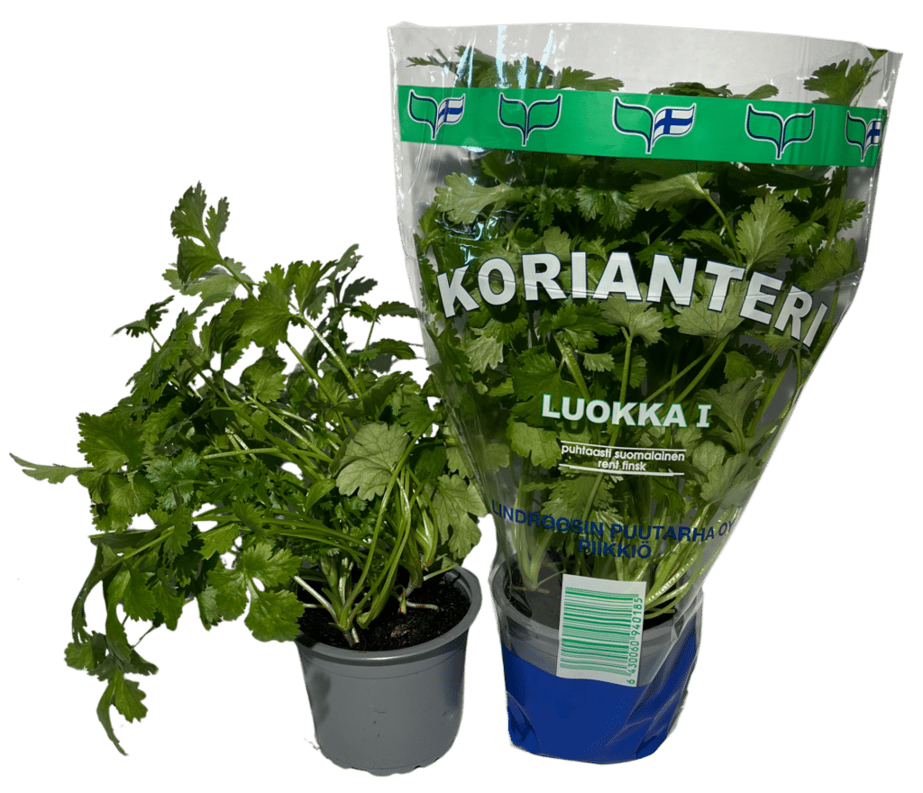 Kuvassa on korianteriruukku pussissa ja ilman pussia.