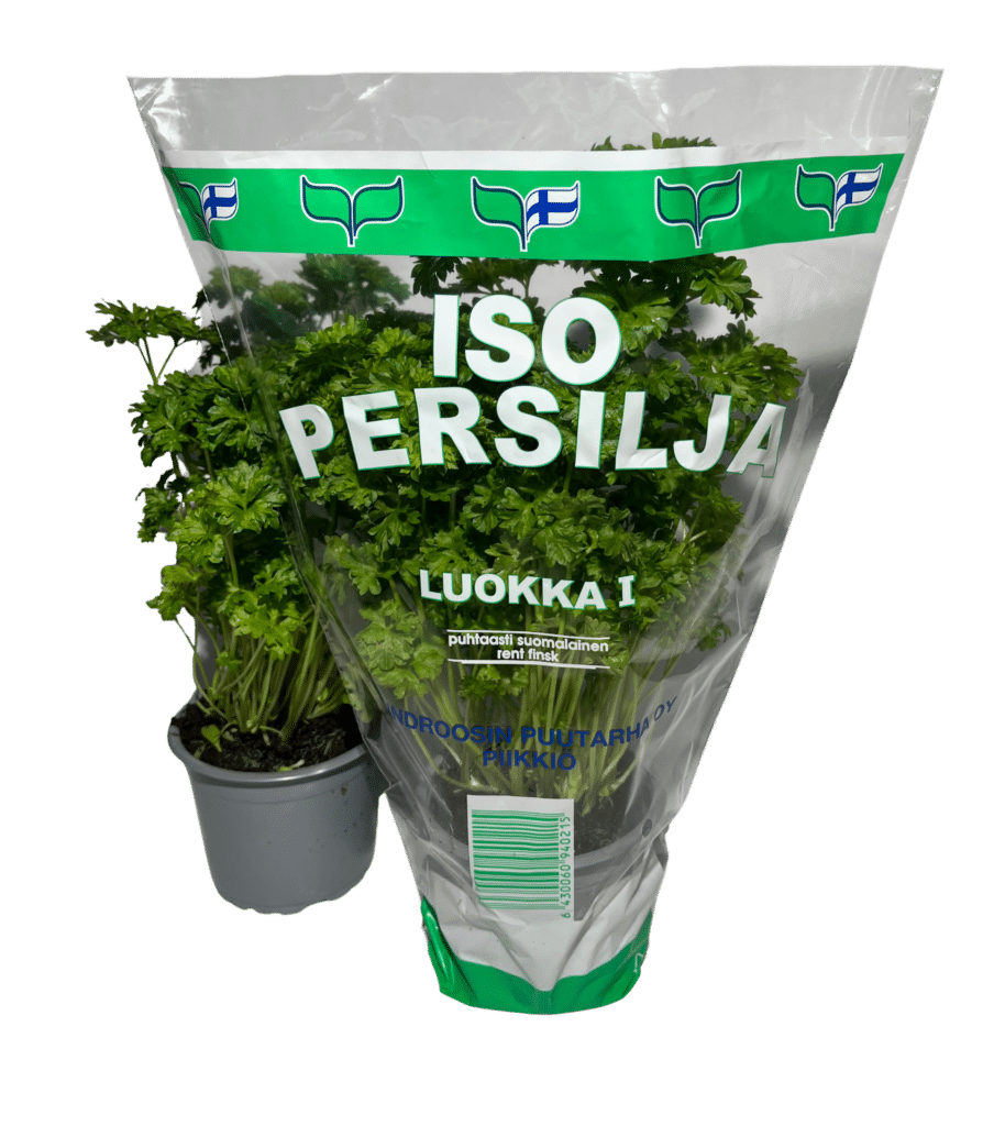 Persilja pussissa ja ilman pussia.