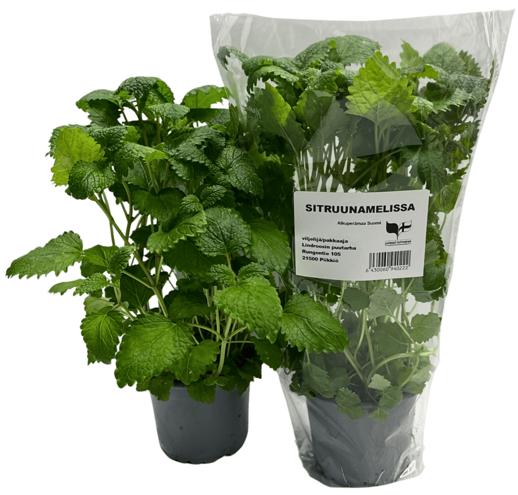 Kuvassa sitruunamelissa pussissa ja ilman pussia.