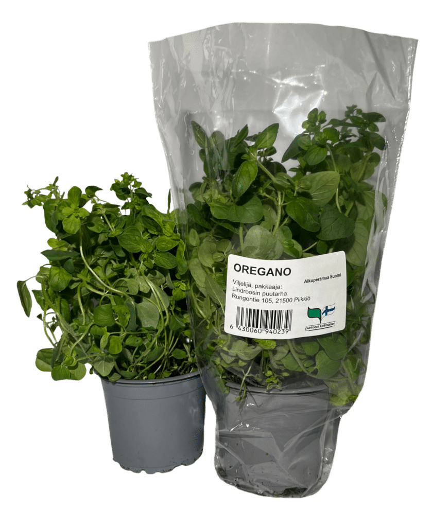 Oregano pussissa ja ilman pussia.