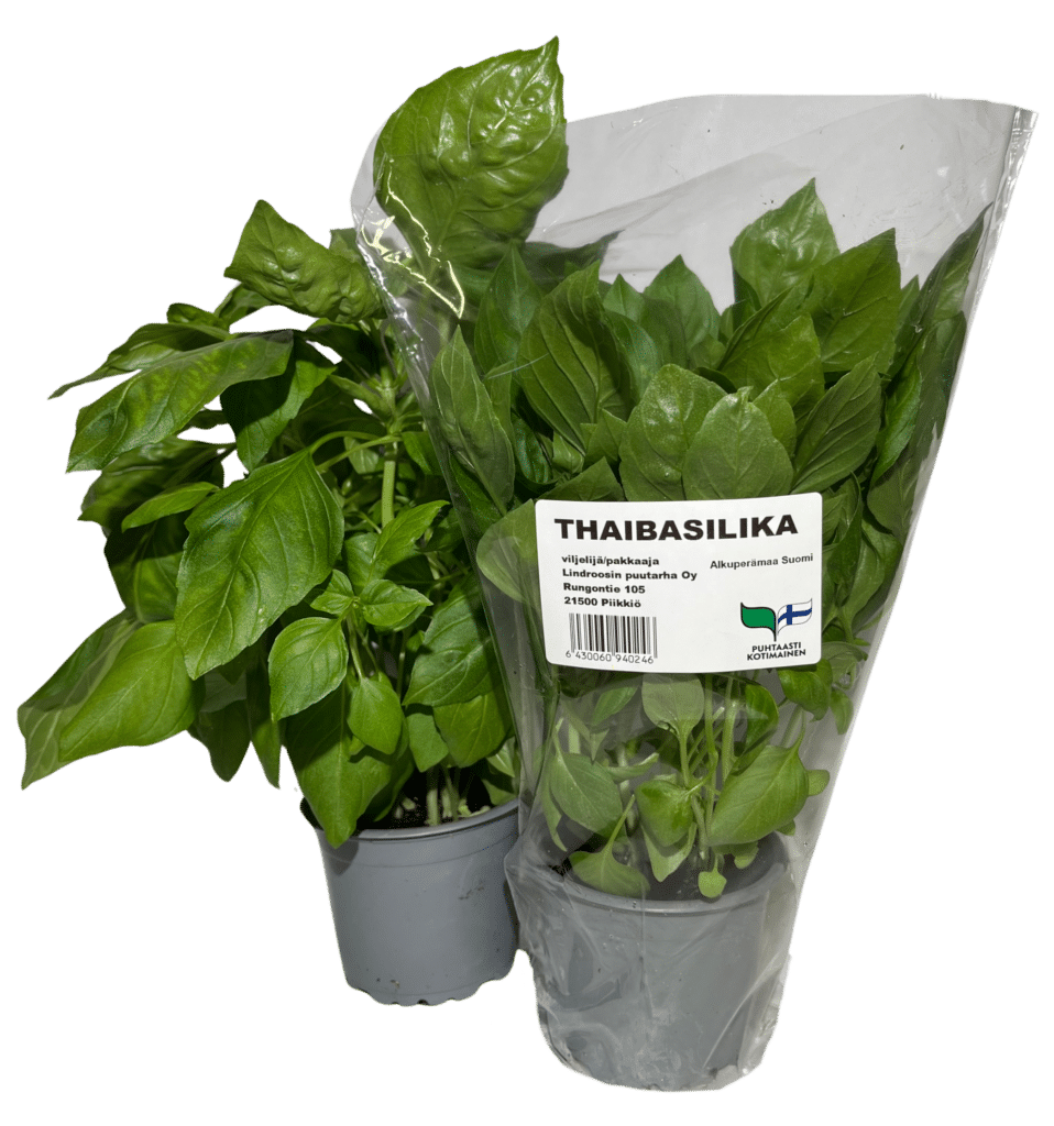 Kuvassa thaibasilika pussissa ja ilman pussia.